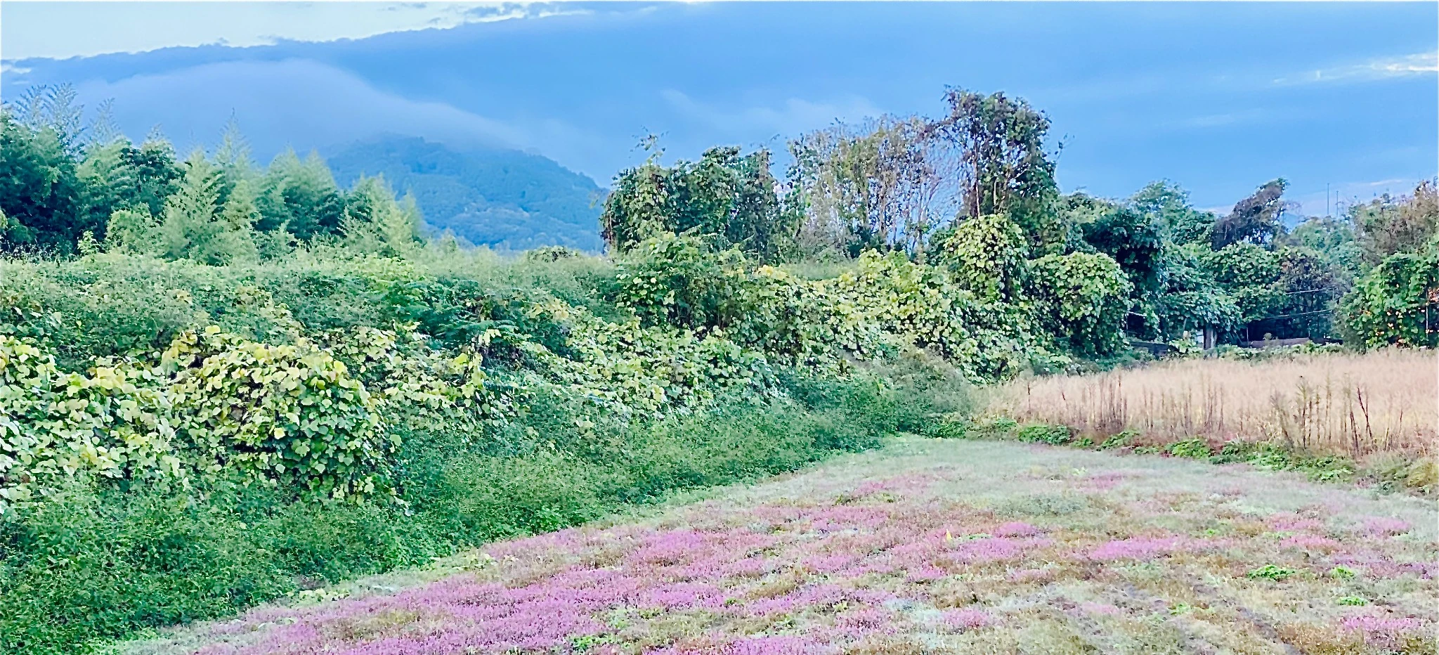 11月の朝、散歩帰りの景色と、温まるオムレツの香り